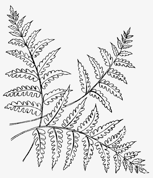 fern-coloring-pages-to-download-and-print-for-free