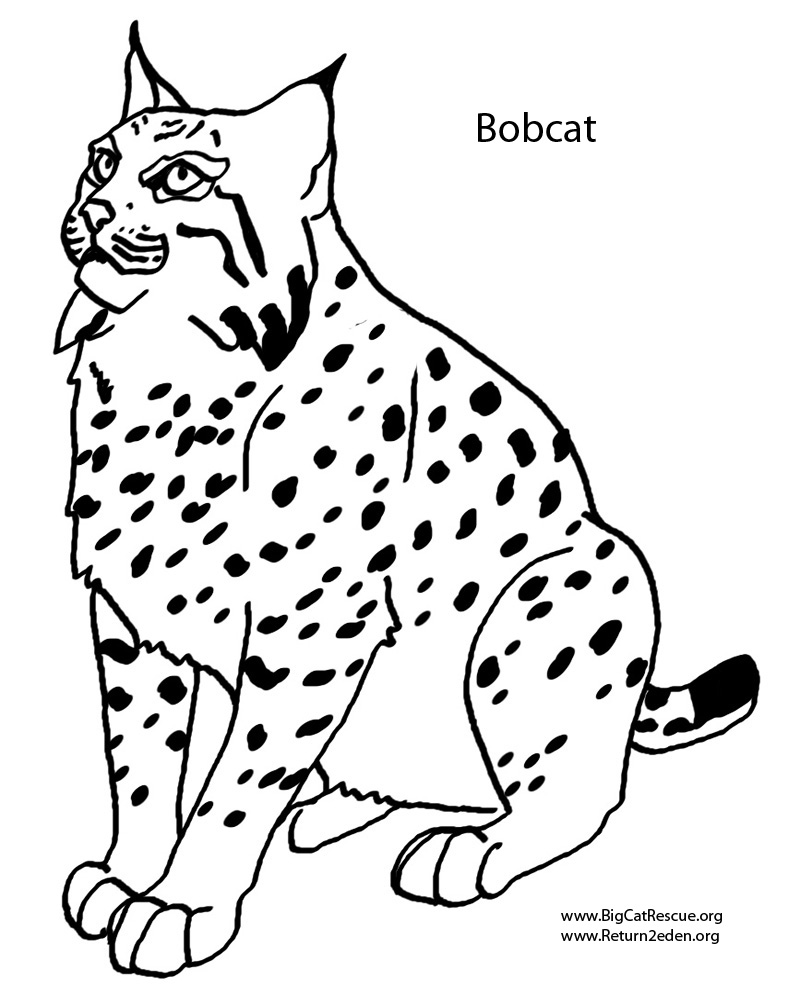 baby bobcat coloring pages - photo #5