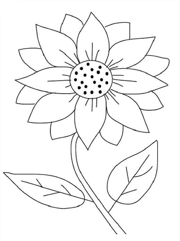 Sunflower coloring pages to download and print for free