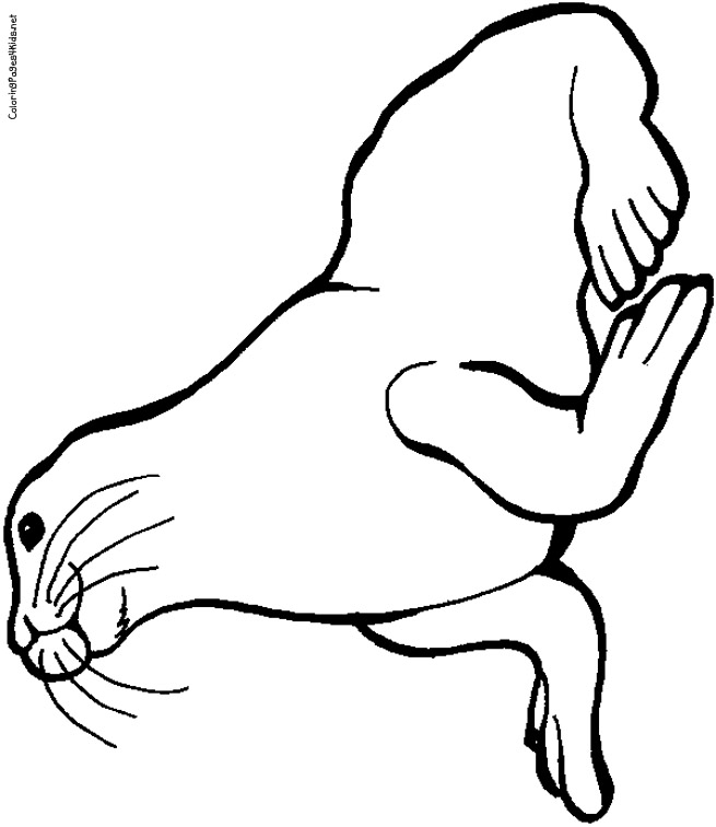 Seal coloring pages download and print for free