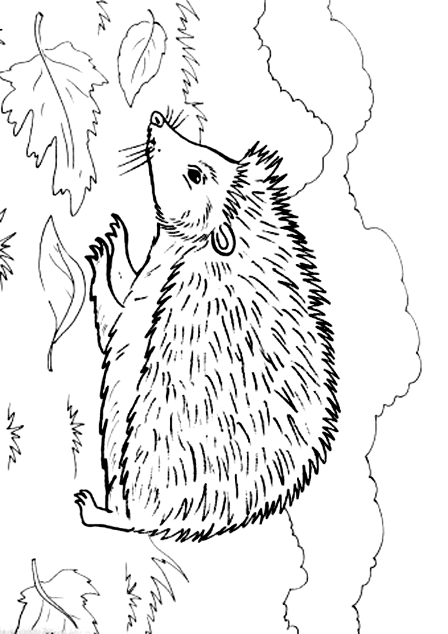 Hedgehog coloring pages to download and print for free