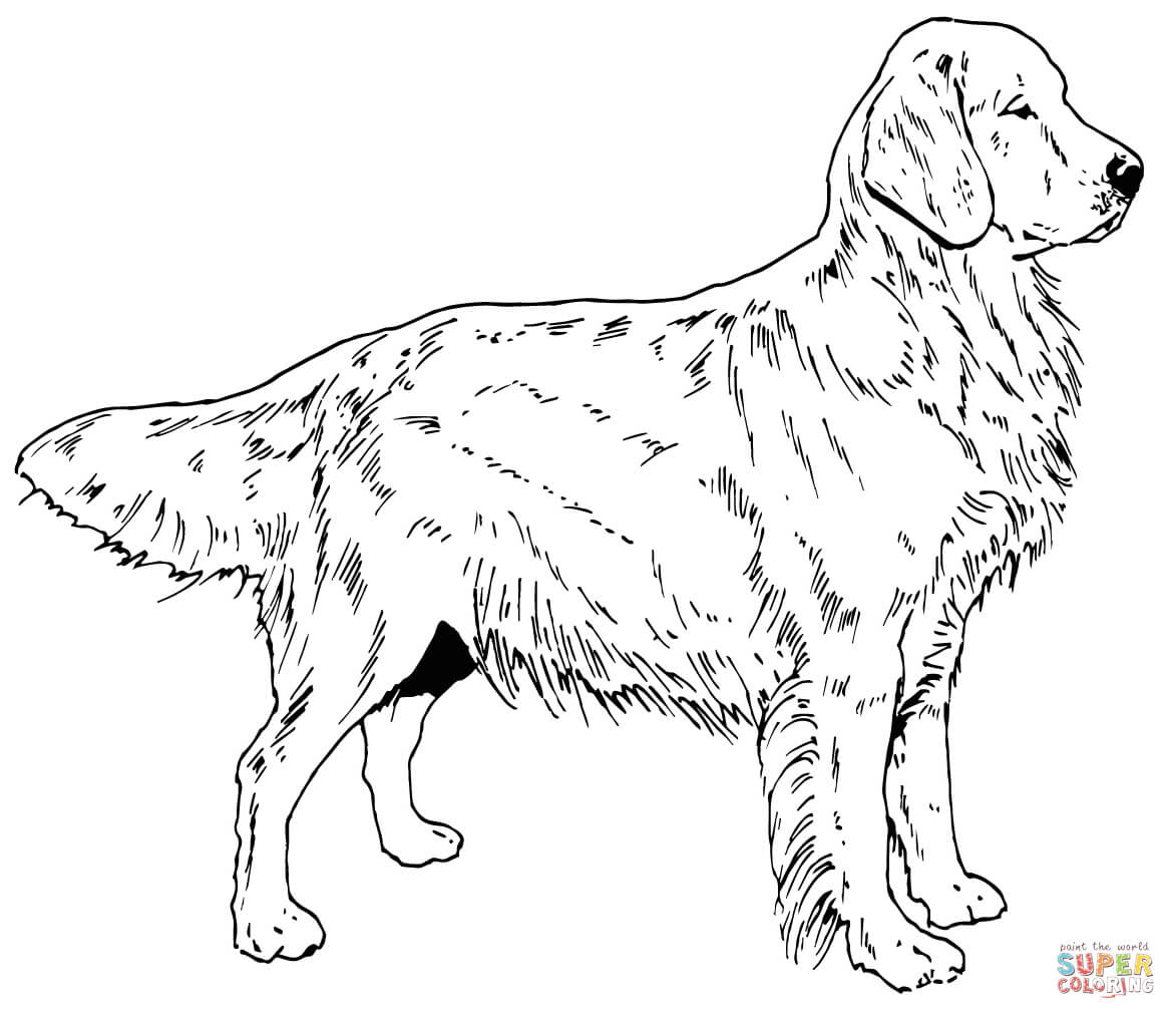 Golden retriever coloring pages to download and print for free