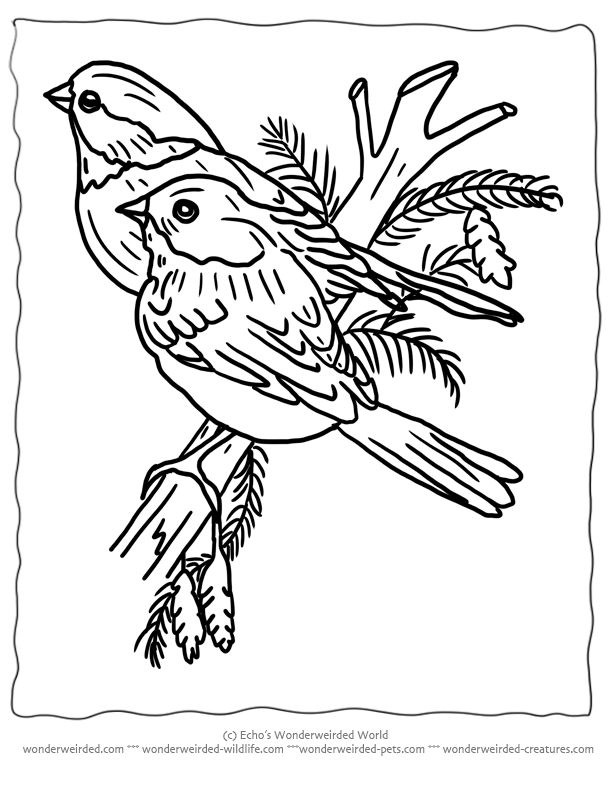 Winter bird coloring pages download and print for free