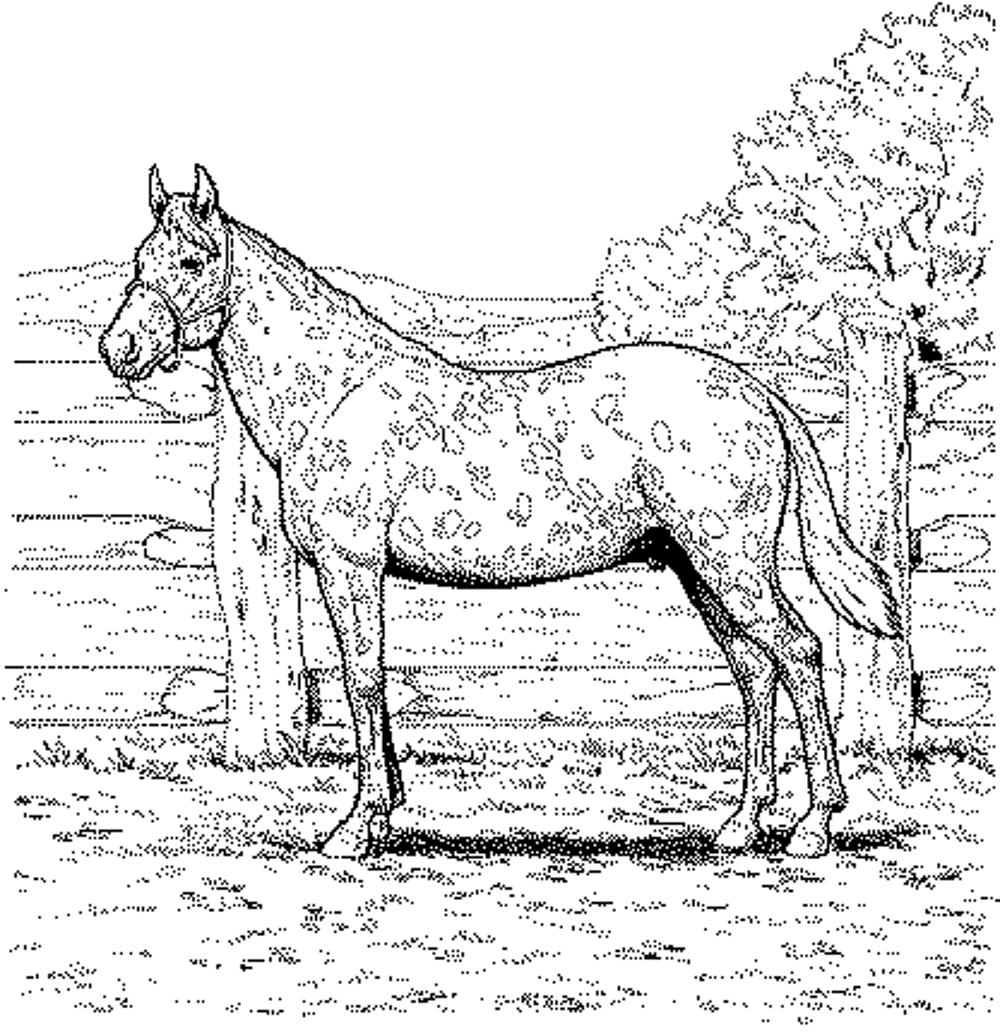 Realistic horse coloring pages to download and print for free