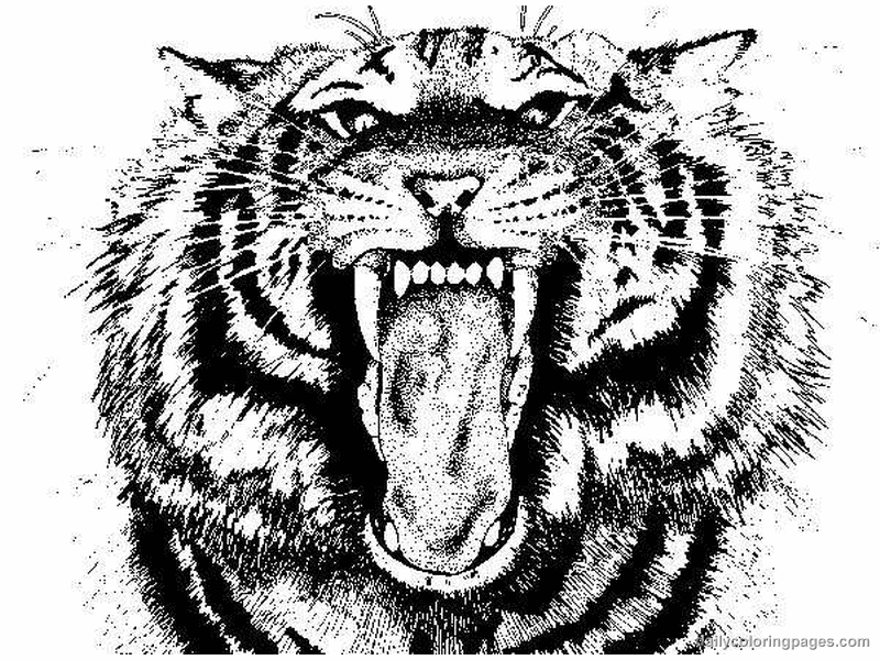 tiger coloring printable face tigers realistic animal animals cute adult popular nature