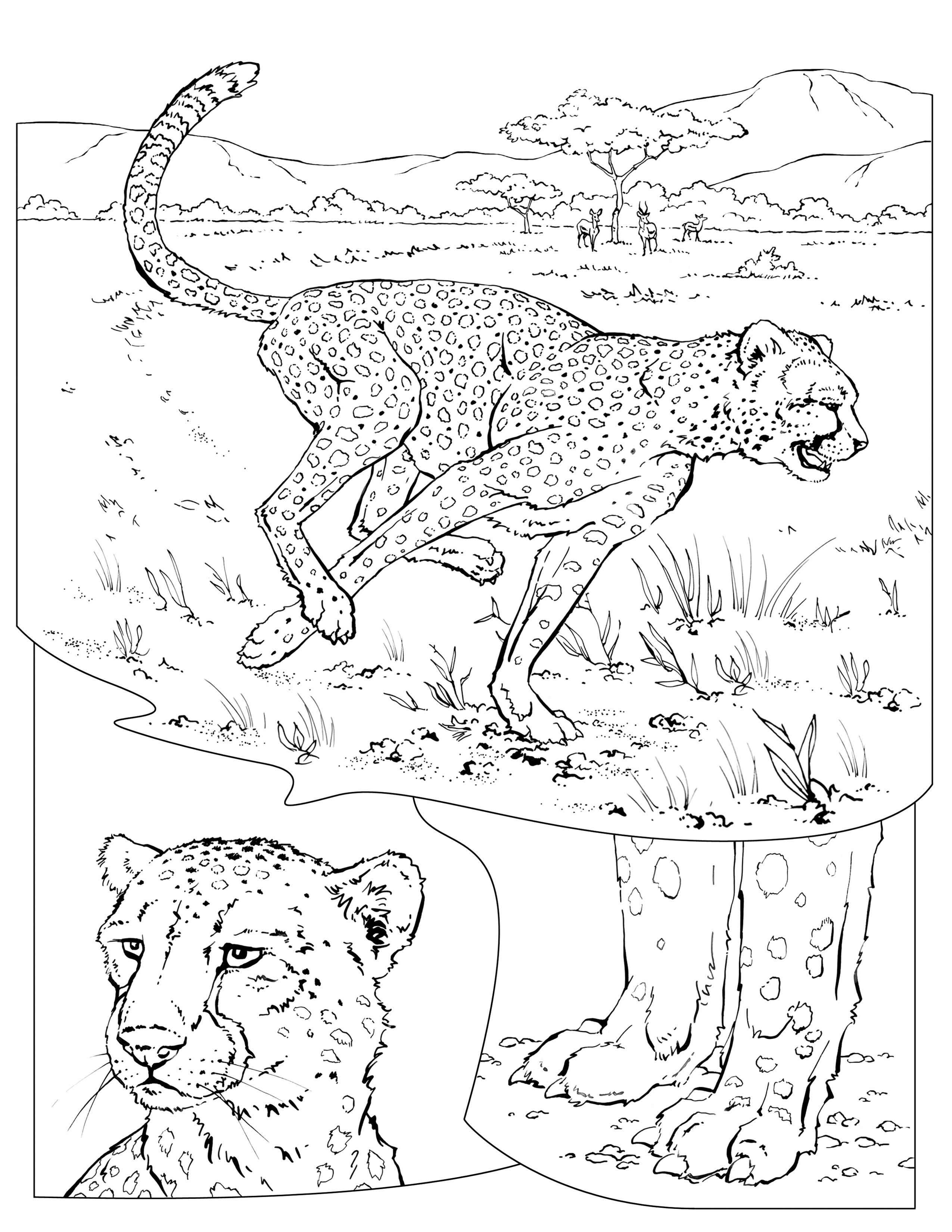 Cheetah coloring pages to download and print for free
