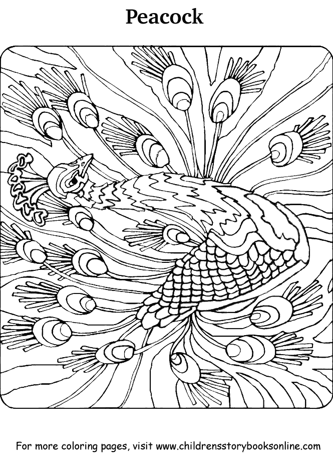 coloring peacock adults colouring peacocks adult printable drawings cool animal stencils 공부 페이지 무료 색칠 coloringtop
