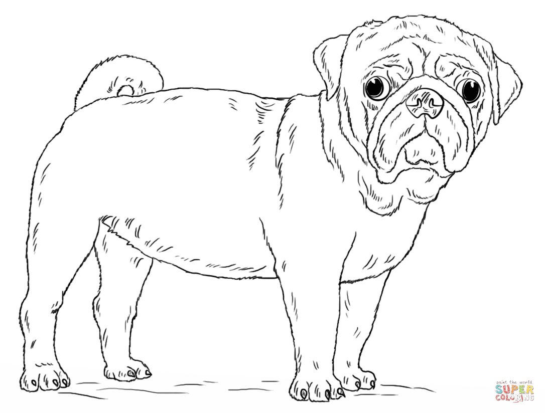 55 Cartoon Free Coloring Pages Of Pugs for Adult