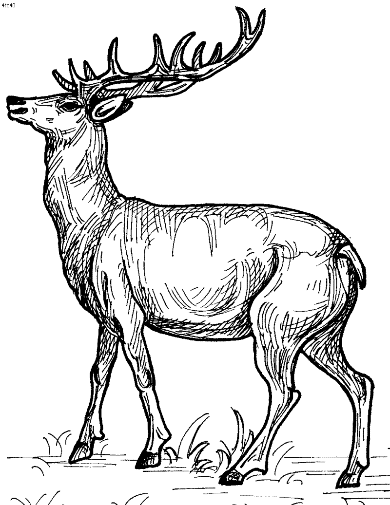 Deer coloring pages to download and print for free