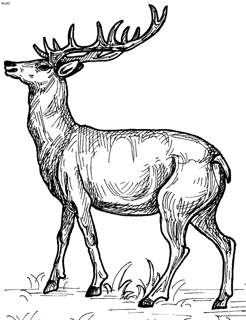 Free Deer Printables