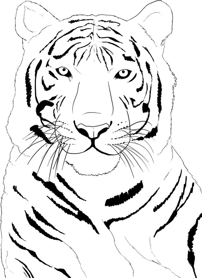 Tiger coloring pages to download and print for free
