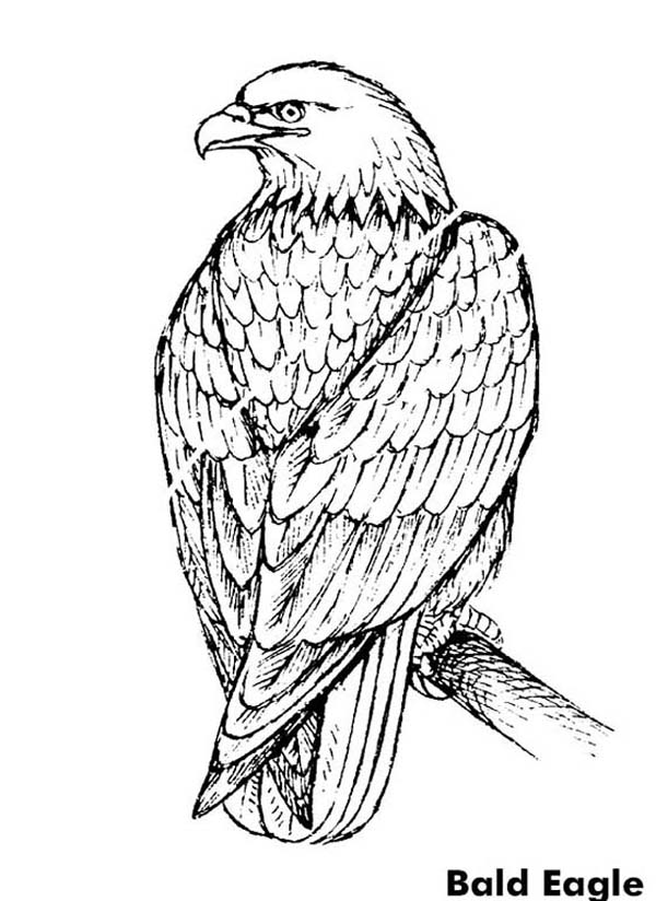 eagle coloring bald feather template finch cartoon netart yellow sketch