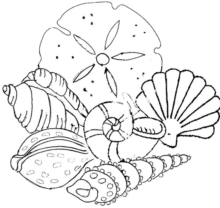 shells beach coloring sea seashell seashells collage