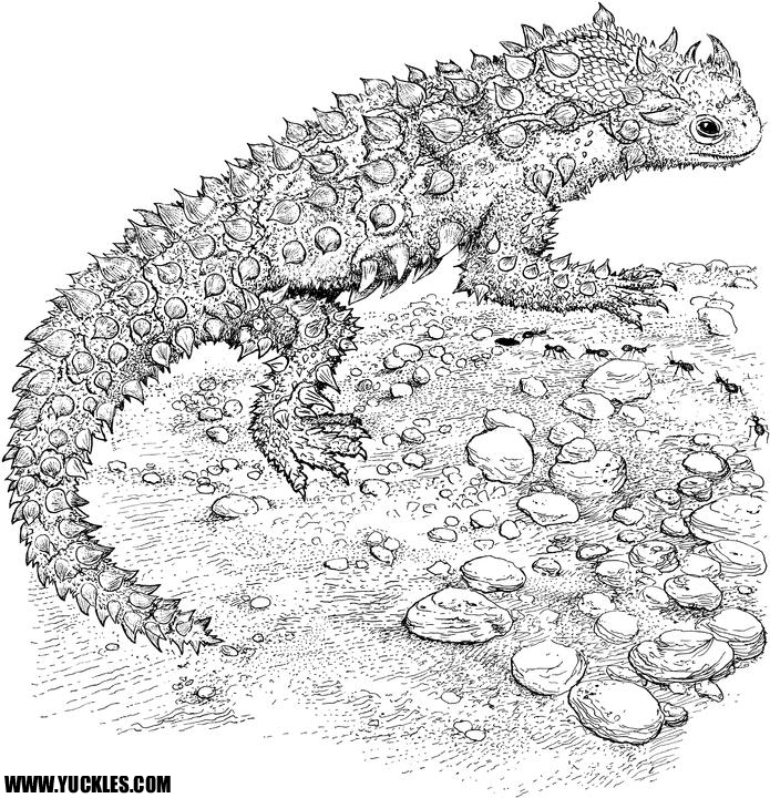 Reptile coloring pages to download and print for free
