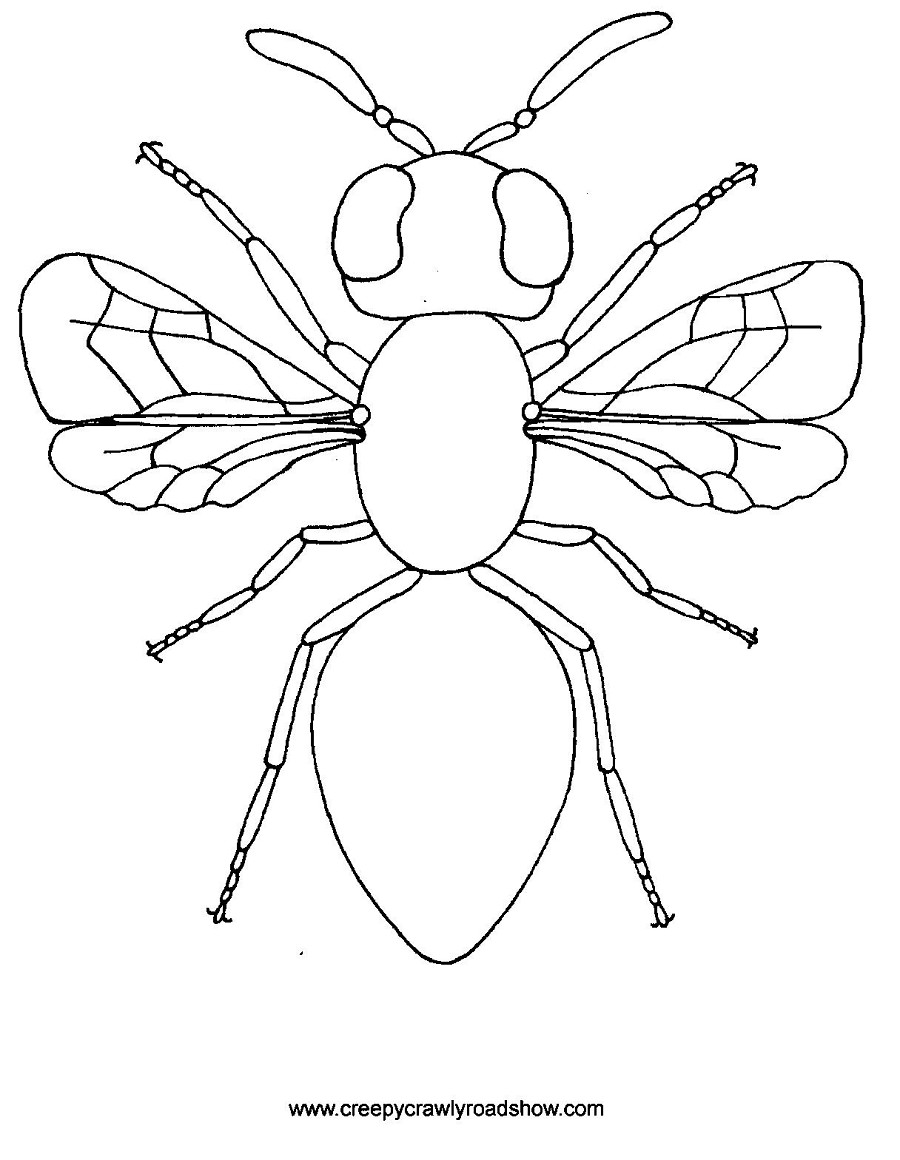 insect-coloring-pages-to-download-and-print-for-free