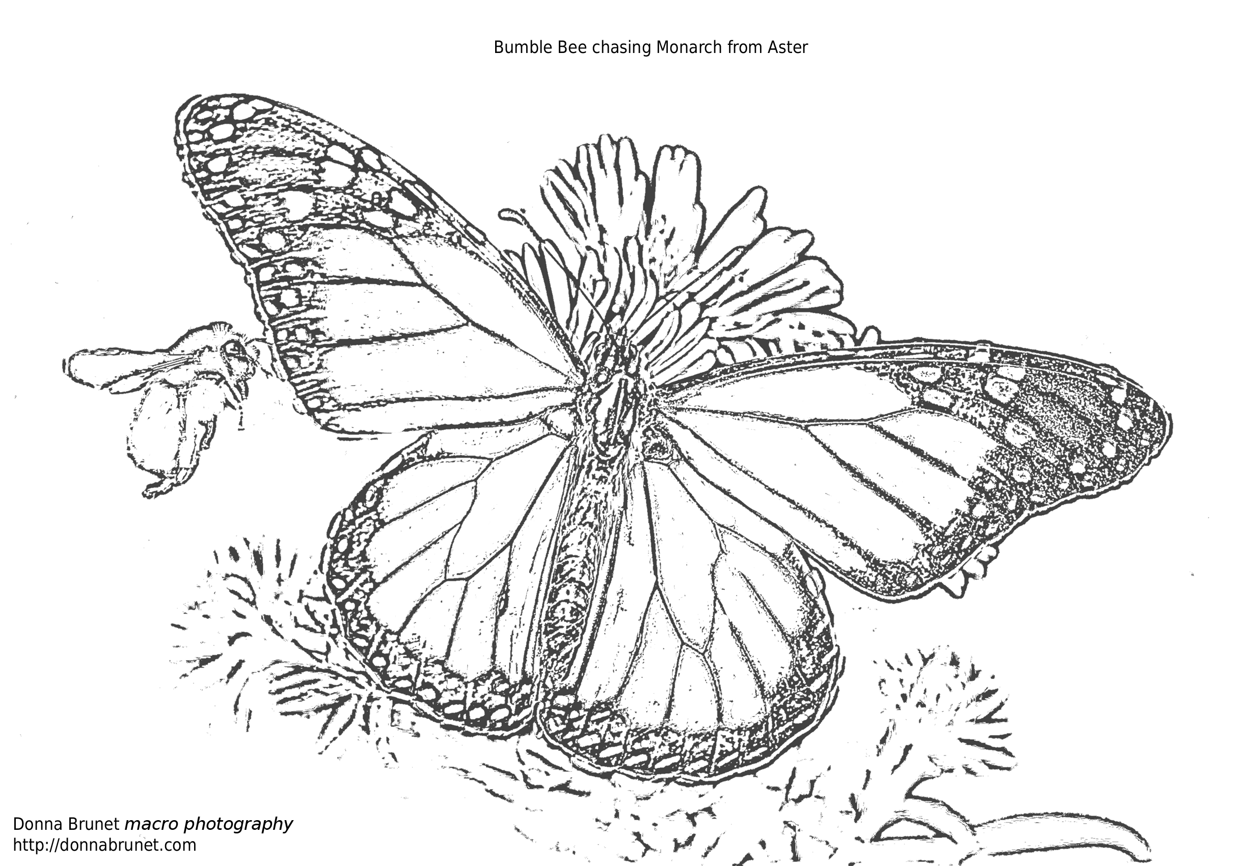 Monarch butterfly coloring pages download and print for free