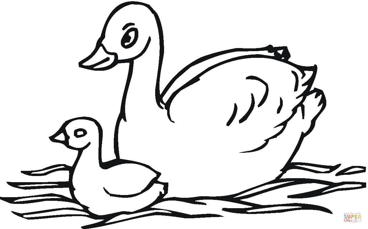 Swan coloring pages to download and print for free