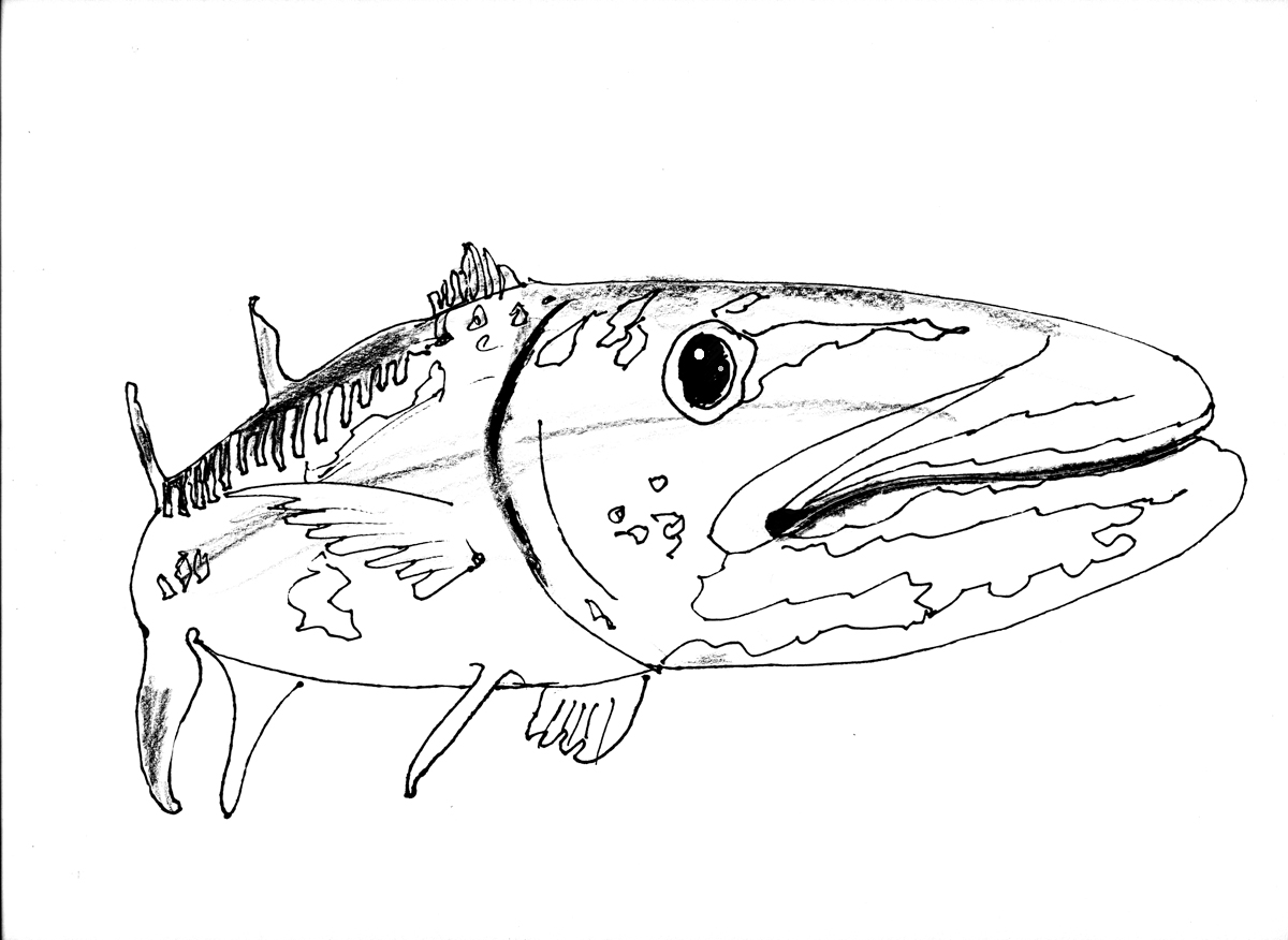 barracuda-coloring-pages-download-and-print-for-free
