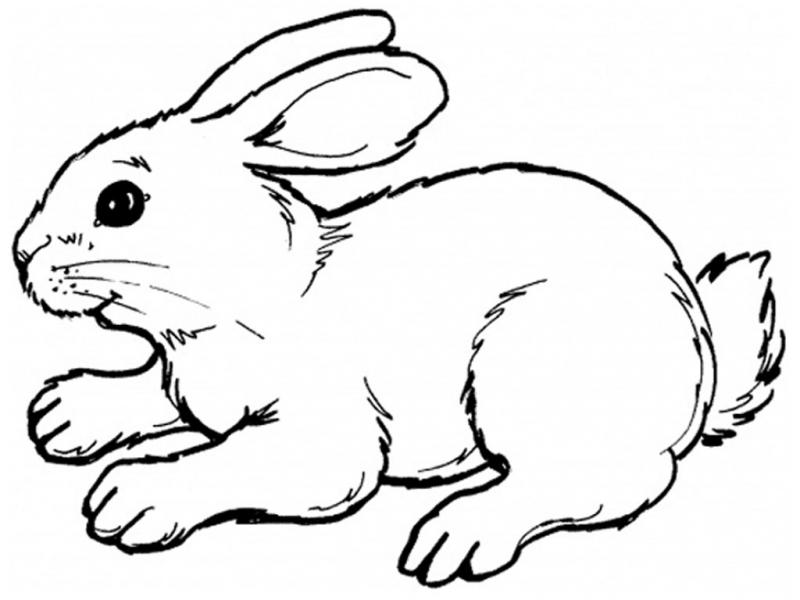coloring bunny real rabbit baby colouring cute bunnies easter printable realistic animal rabbits animals sheets sheet