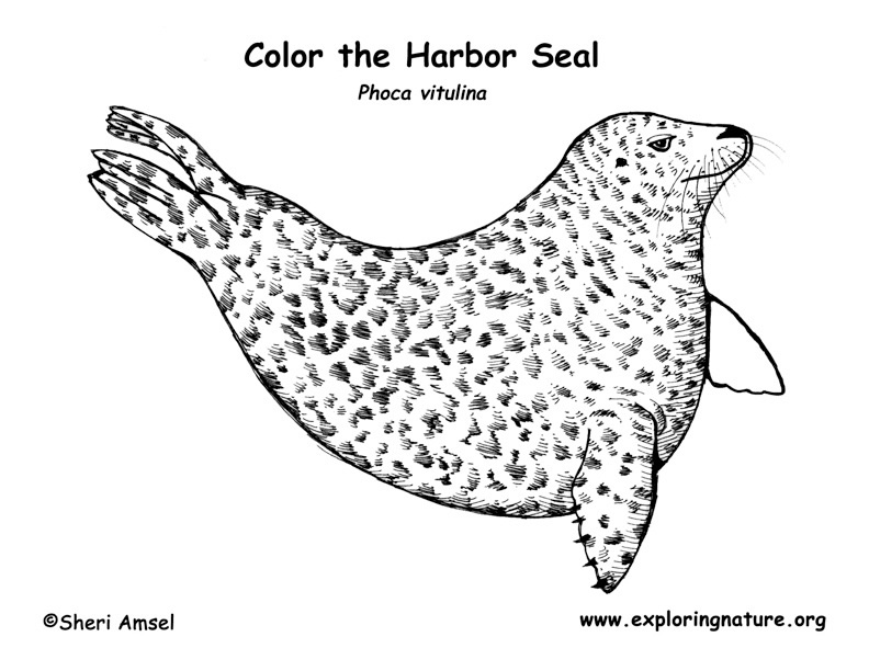 Seal coloring pages download and print for free