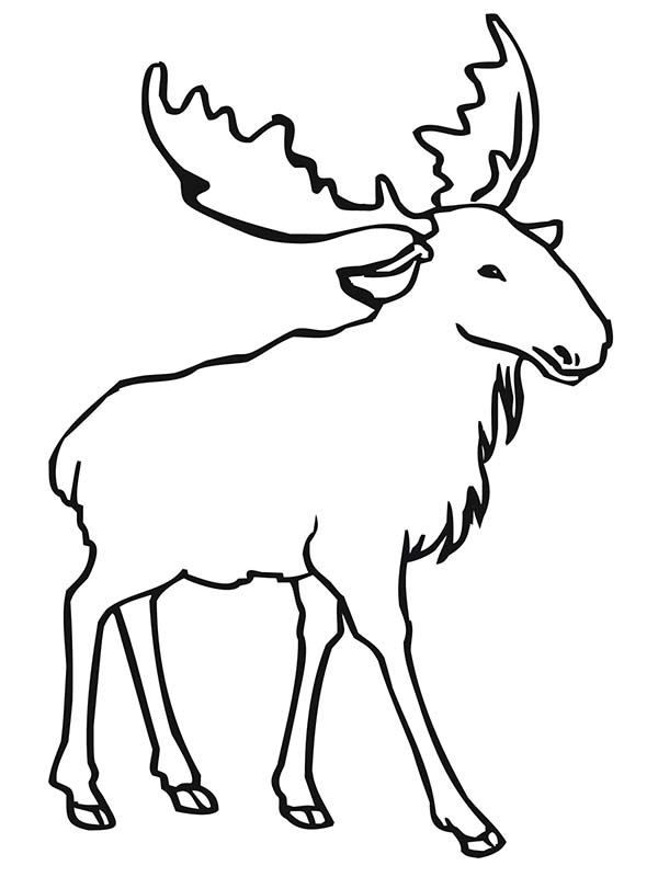 elk coloring moose outline bull drawing printable draw cliparts clip silhouette getdrawings simple animal patterns template sketch antlers head popular
