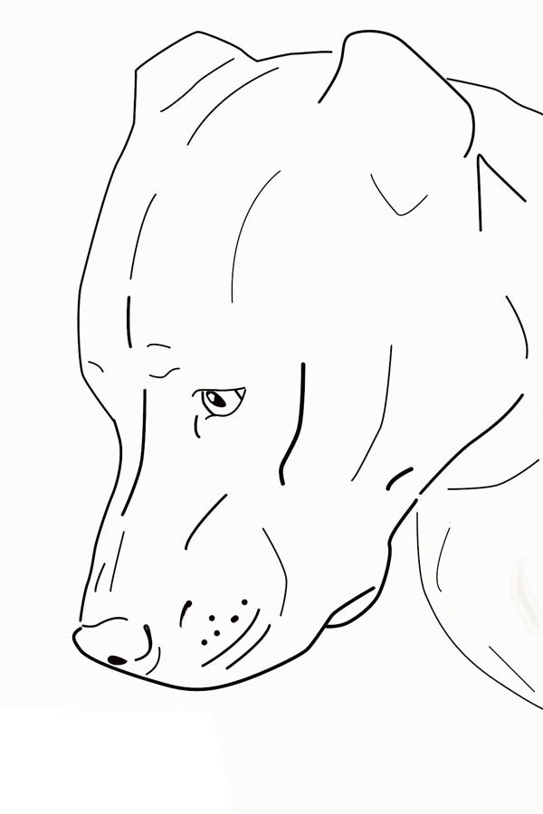 Pitbull coloring pages to download and print for free