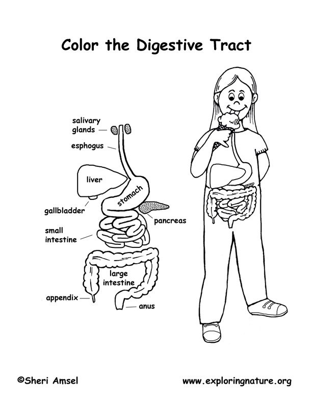 Human body coloring pages to download and print for free