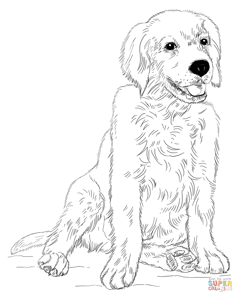 Golden retriever coloring pages to download and print for free