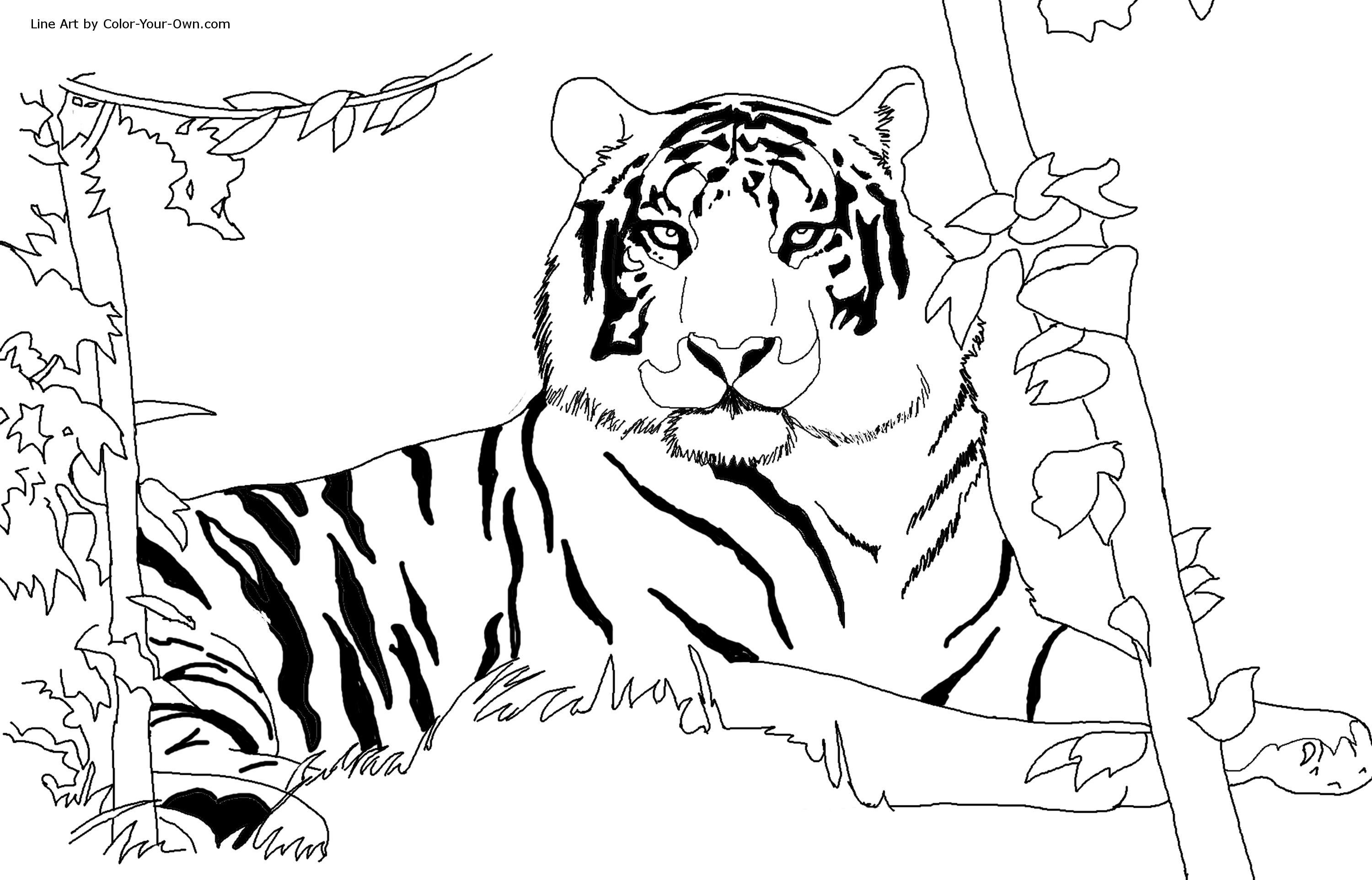 Tiger coloring pages to download and print for free