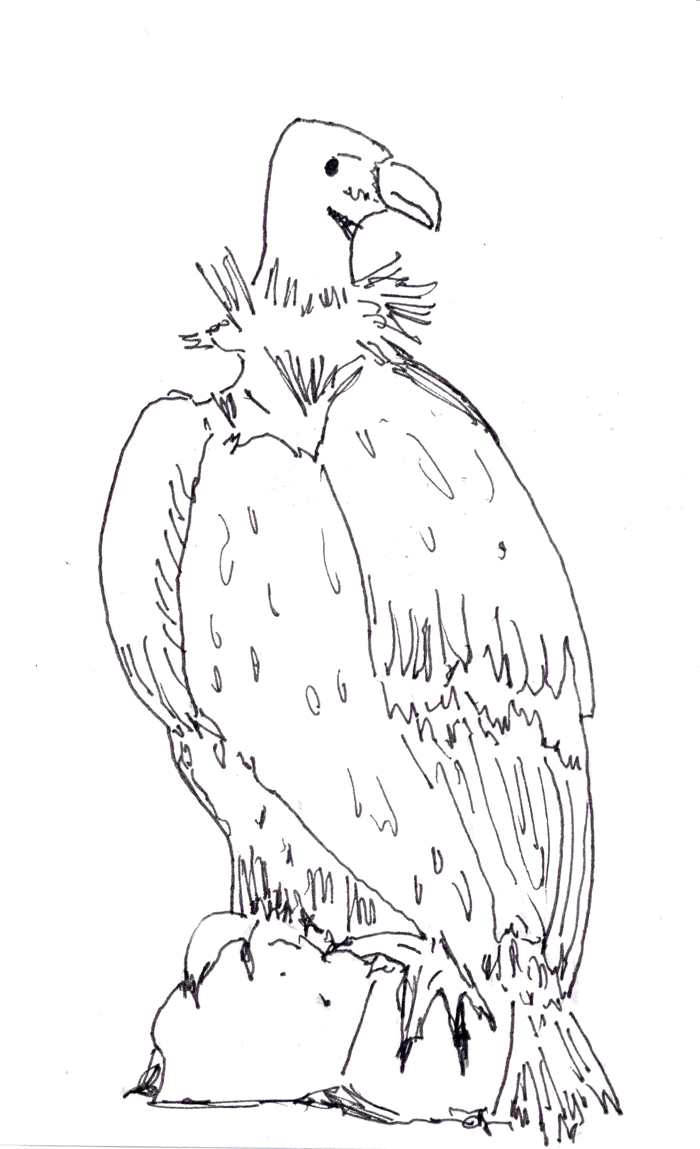 Vulture coloring pages download and print for free