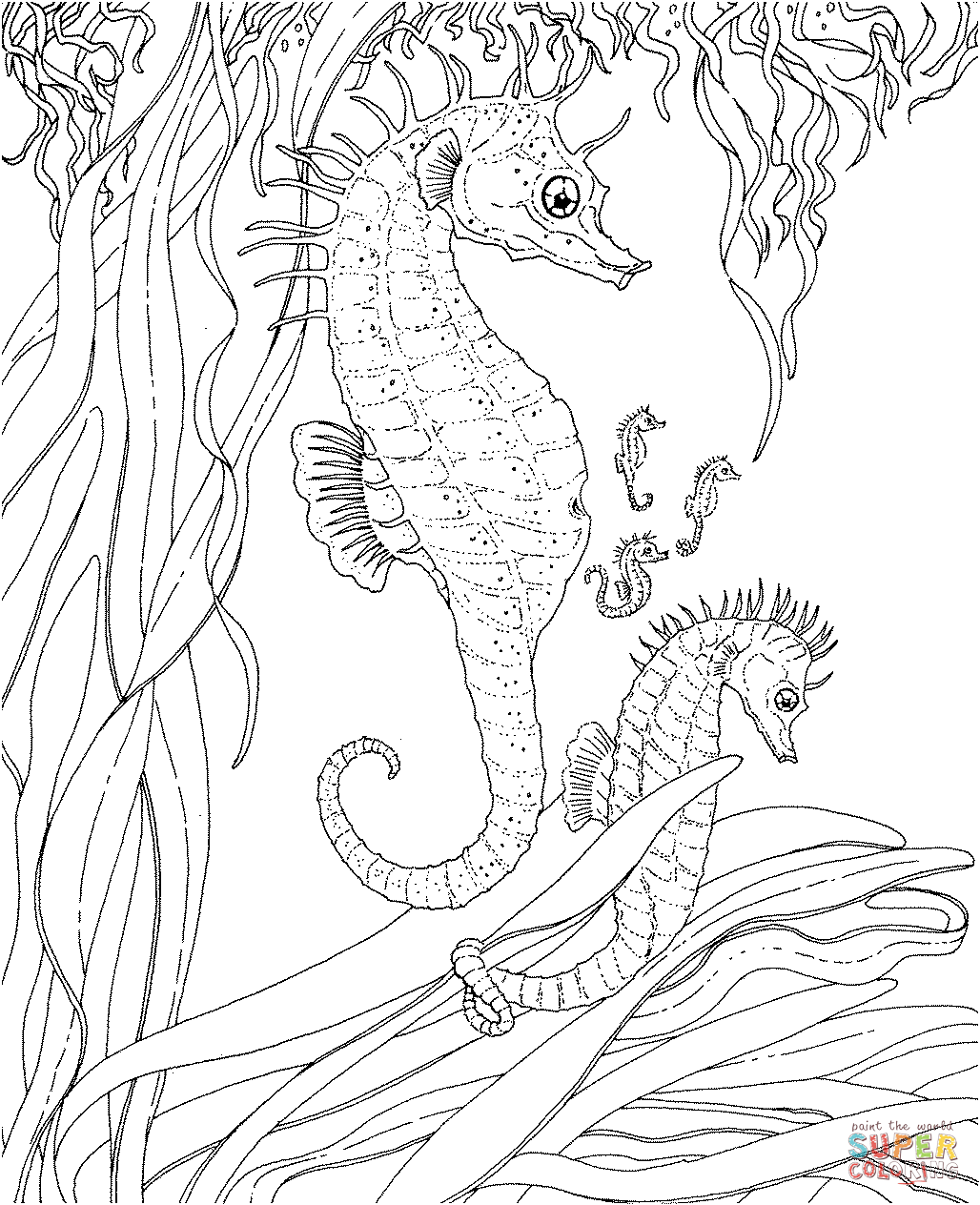 Seahorse coloring pages to download and print for free