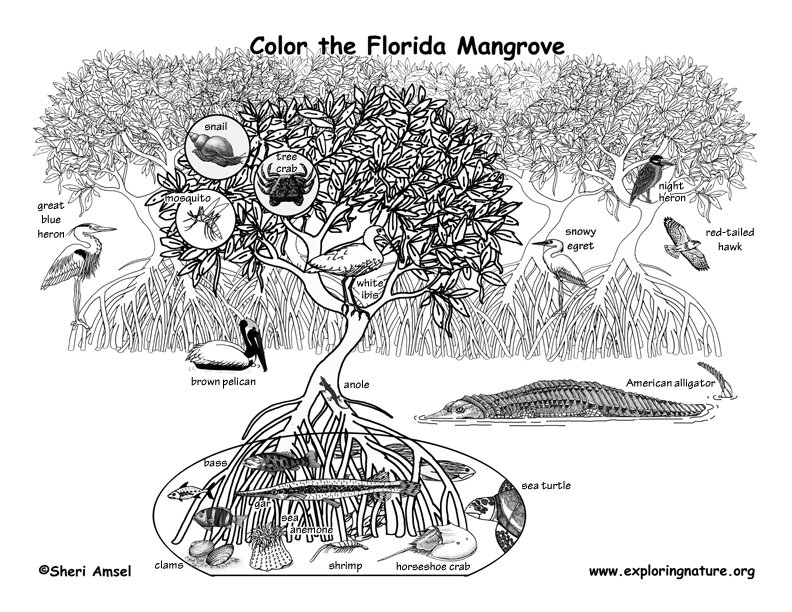 florida mangrove coloring animals mangroves state nature habitats sheets wildlife animal pdf species sunshine educational exploringnature