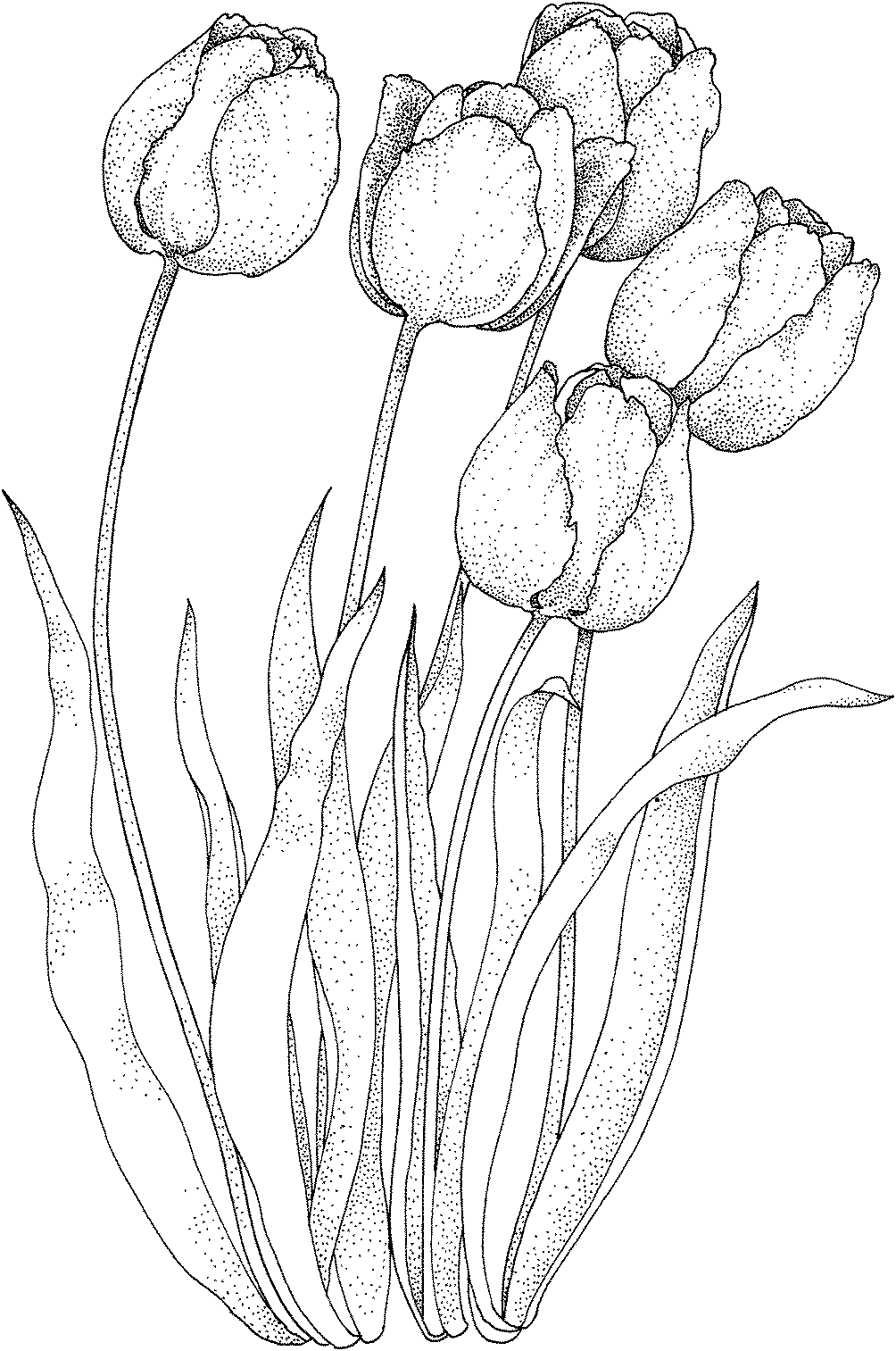 coloring tulip