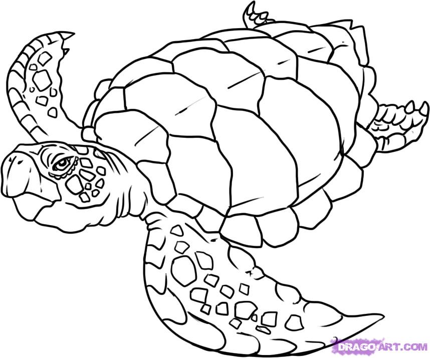 Sea turtle coloring pages to download and print for free
