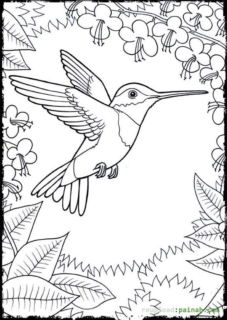 889 Animal Hummingbird Coloring Page for Kids