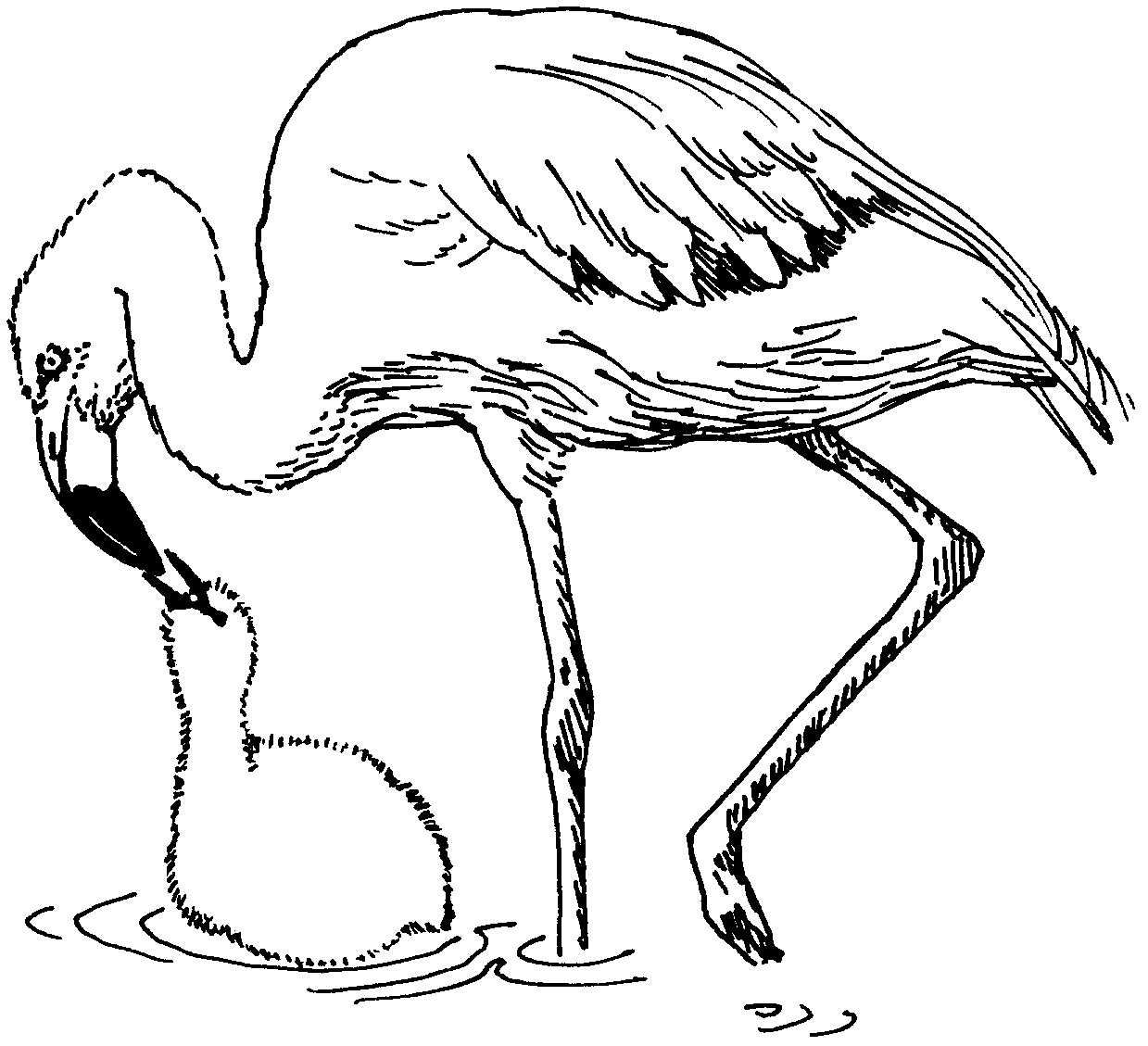 flamingo-coloring-pages-to-download-and-print-for-free