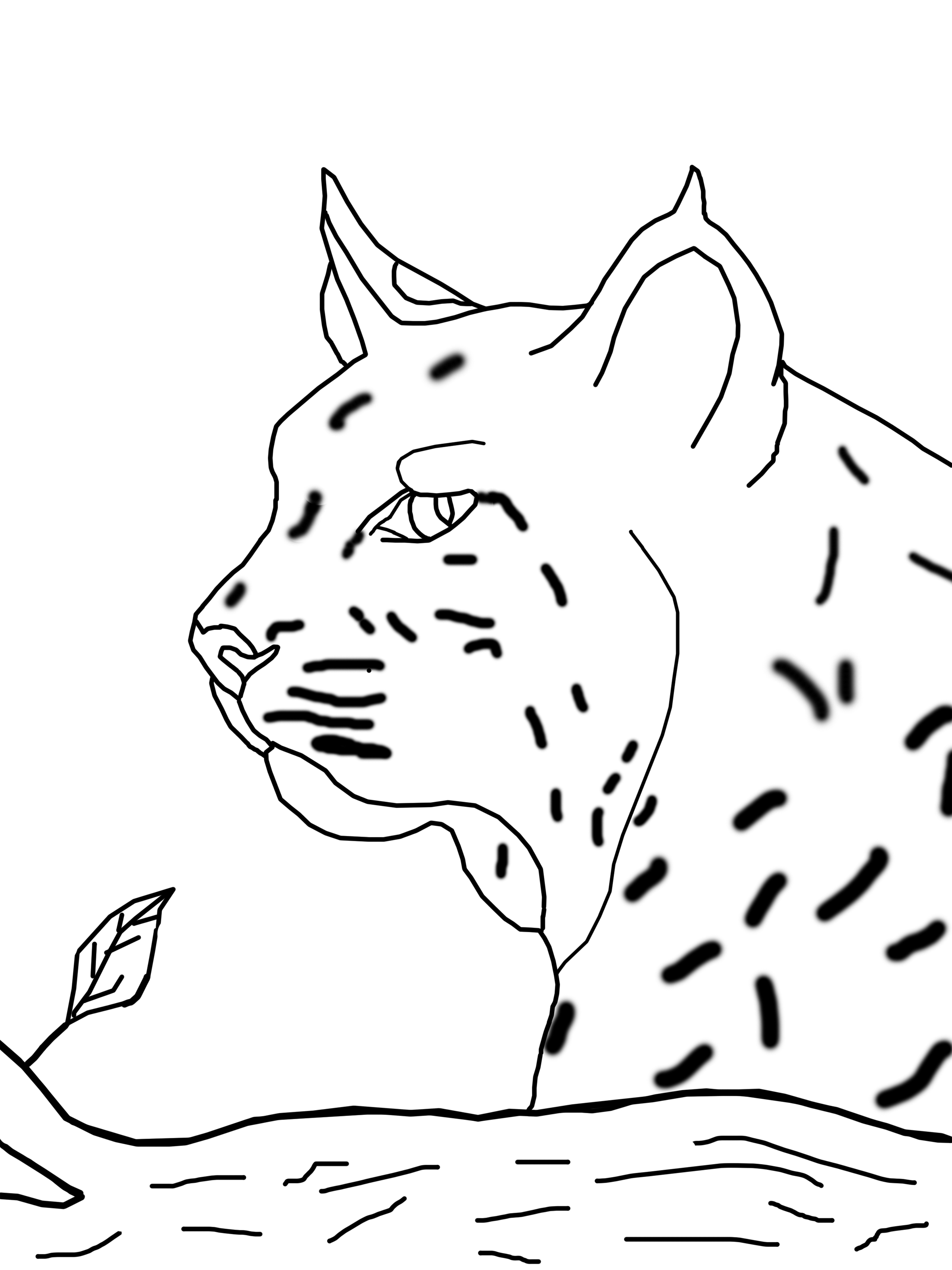 Bobcat coloring pages to download and print for free