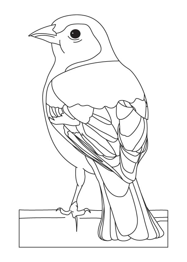 Yellow finch coloring pages download and print for free
