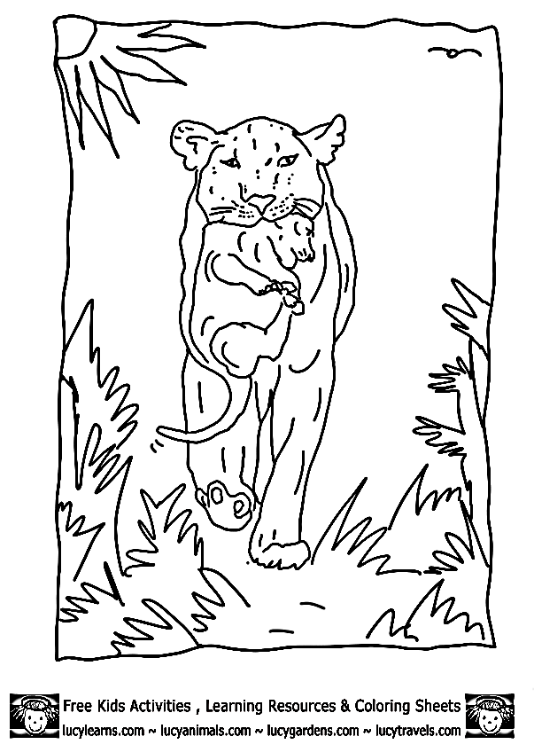 Lioness coloring pages download and print for free