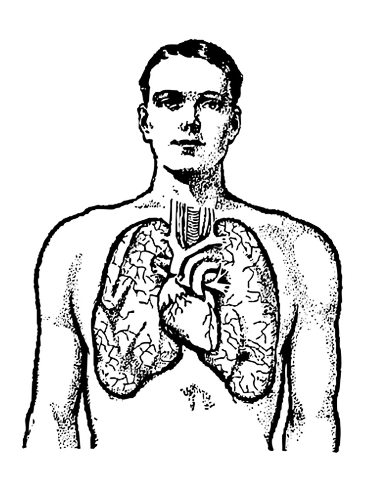 Human Body Coloring Pages To Download And Print For Free