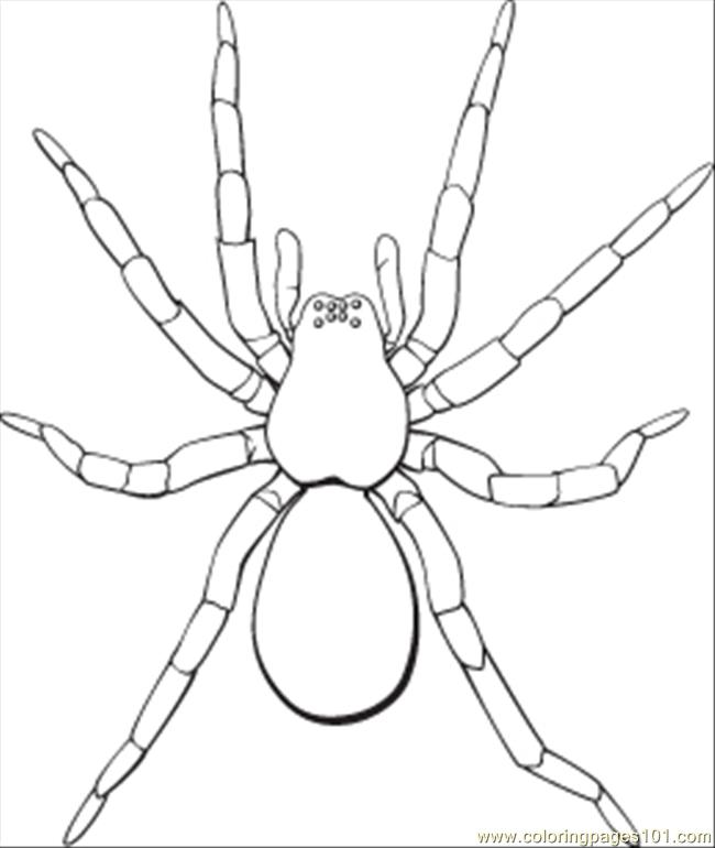 Spider coloring pages to download and print for free