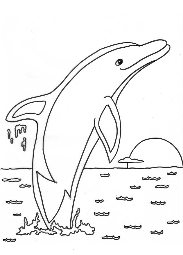 coloring dolphin
