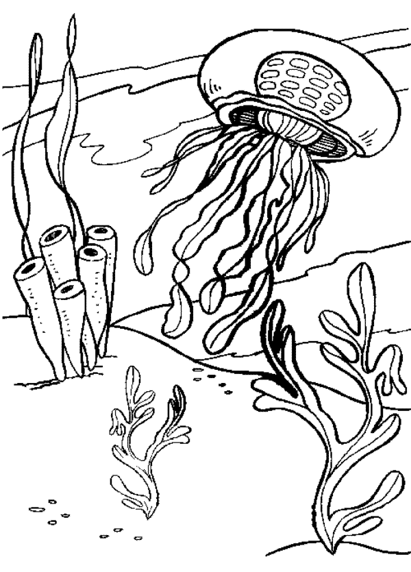 coloring jellyfish colouring printable sheets realistic animal adult drawing ocean animals gellyfish library clip creatures clipart outlines underwater