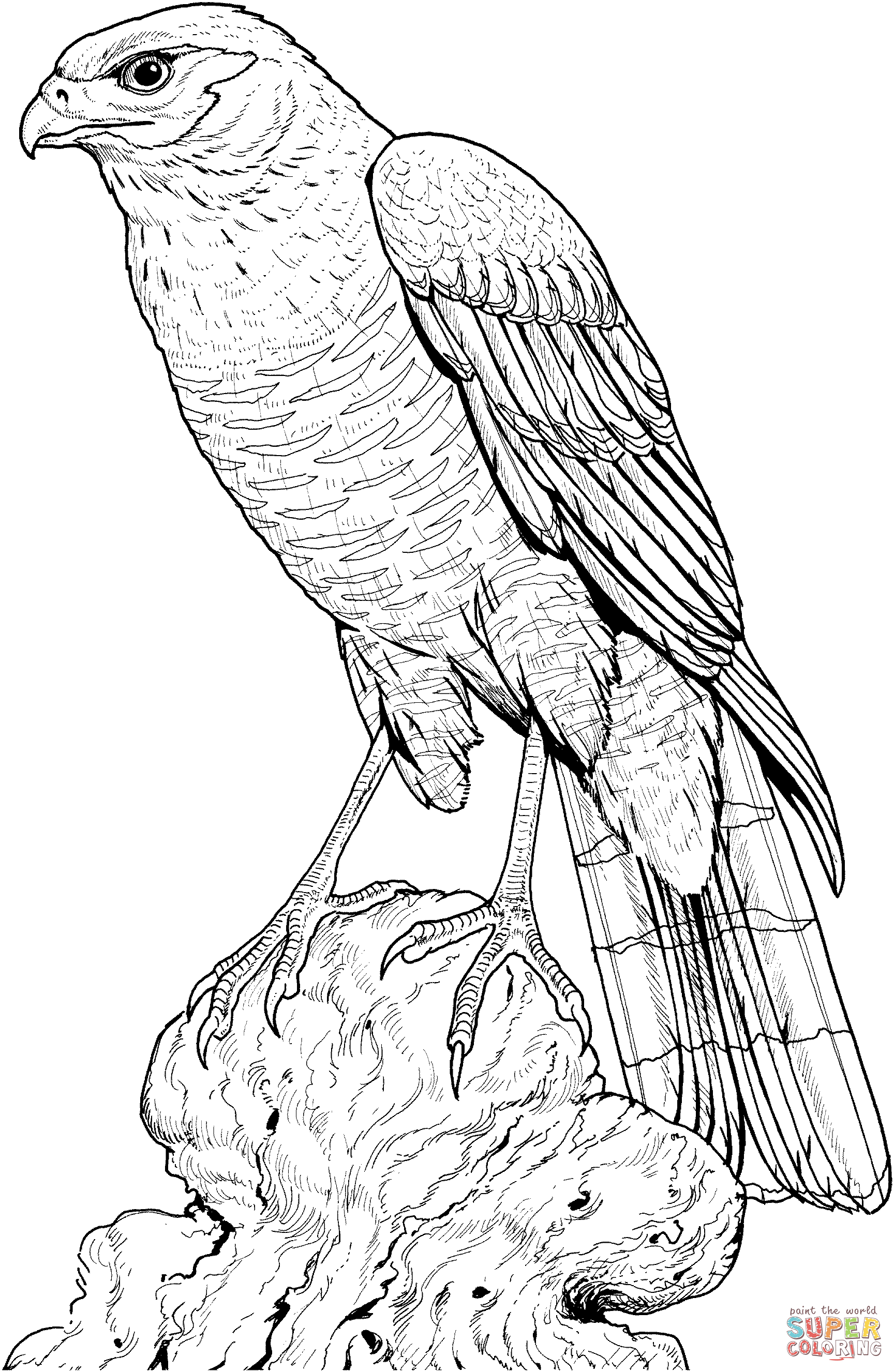 hawk-coloring-pages-to-download-and-print-for-free