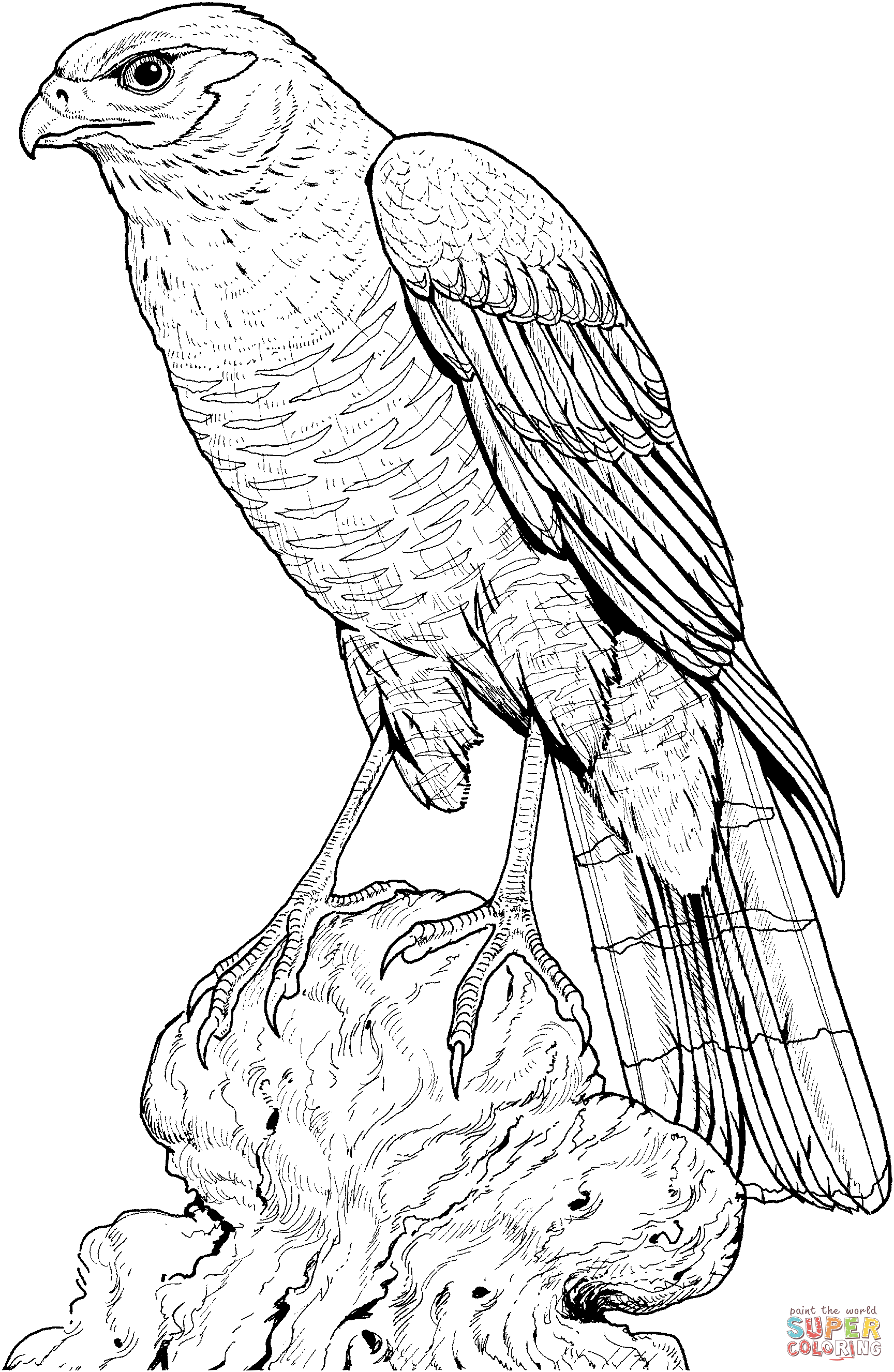 Hawk coloring pages to download and print for free