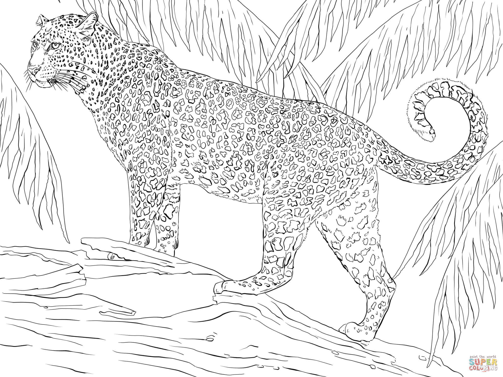 jaguar coloring rainforest jaguars drawing coati animals jacksonville printable supercoloring animal para colouring outlines drawings super designlooter colorear easy main