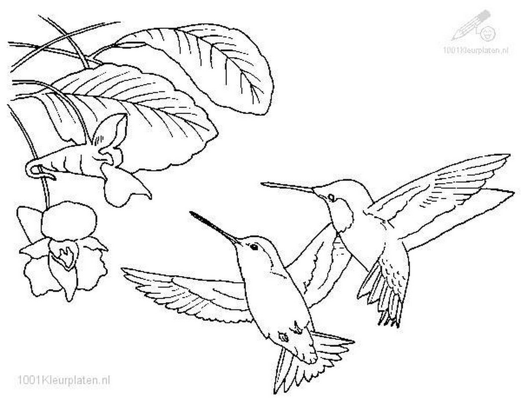 Hummingbird coloring pages to download and print for free