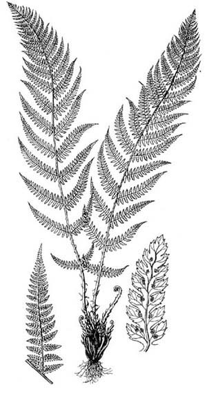 Fern coloring pages to download and print for free