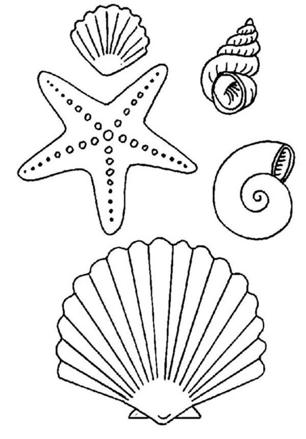 coloring beach shells