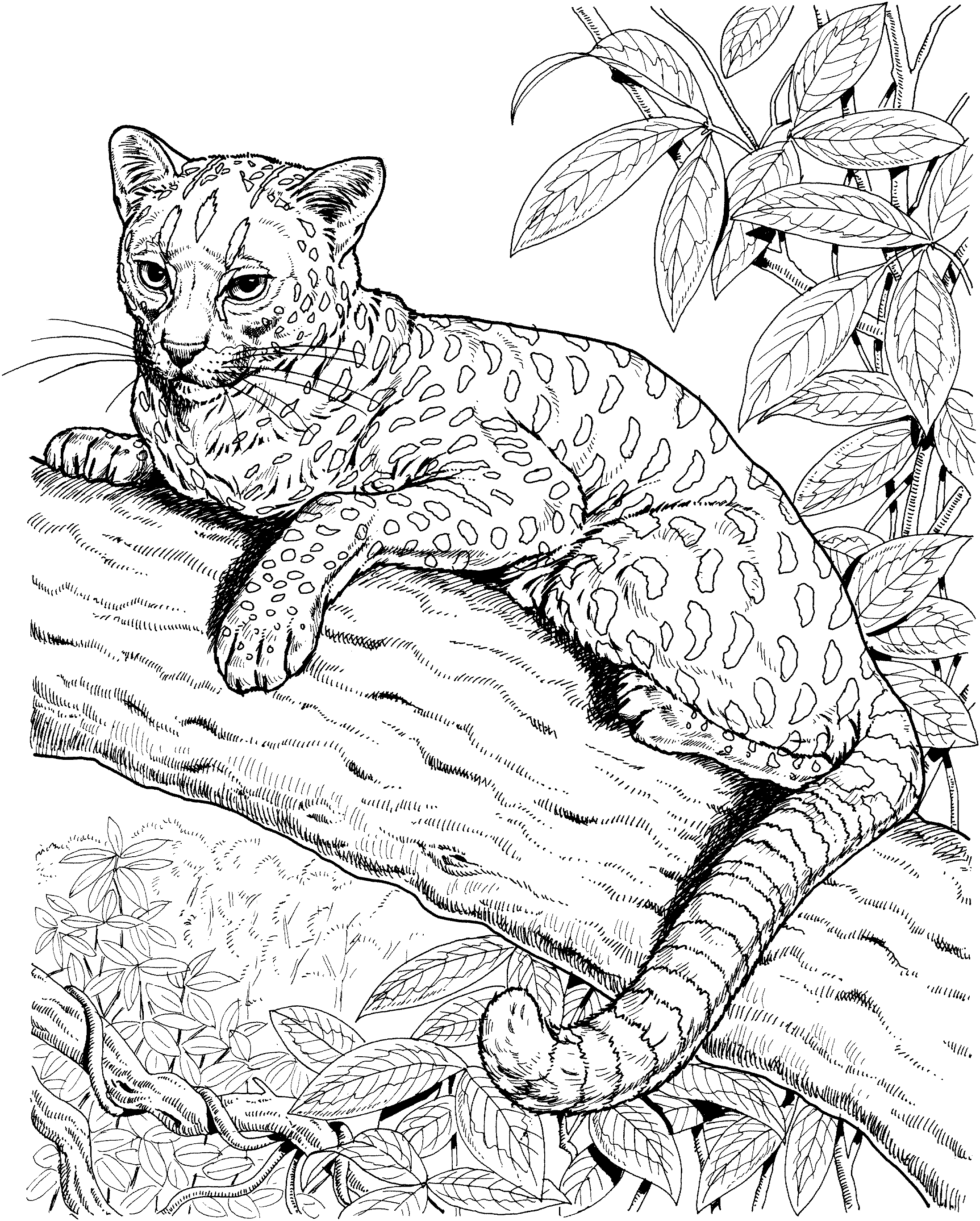 Jaguar coloring pages to download and print for free